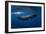 Sperm Whale-Barathieu Gabriel-Framed Photographic Print