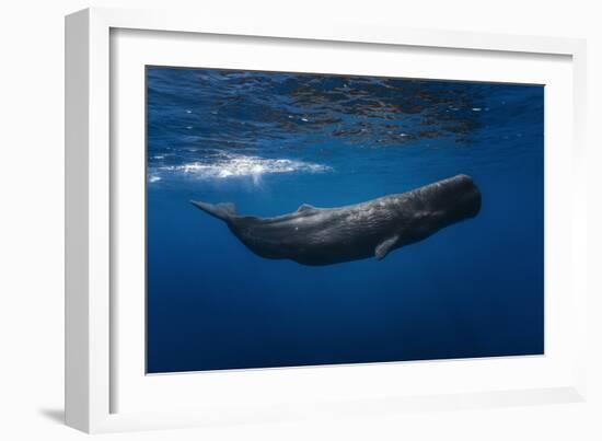 Sperm Whale-Barathieu Gabriel-Framed Photographic Print