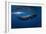 Sperm Whale-Barathieu Gabriel-Framed Photographic Print