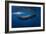 Sperm Whale-Barathieu Gabriel-Framed Photographic Print