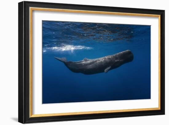 Sperm Whale-Barathieu Gabriel-Framed Photographic Print