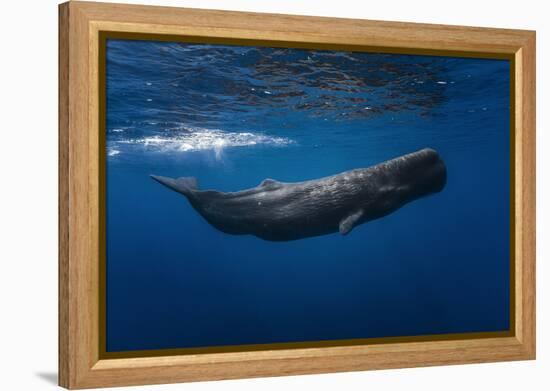 Sperm Whale-Barathieu Gabriel-Framed Premier Image Canvas