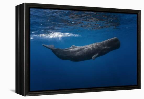 Sperm Whale-Barathieu Gabriel-Framed Premier Image Canvas