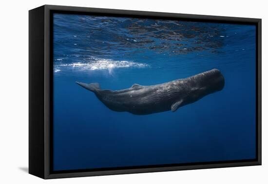 Sperm Whale-Barathieu Gabriel-Framed Premier Image Canvas