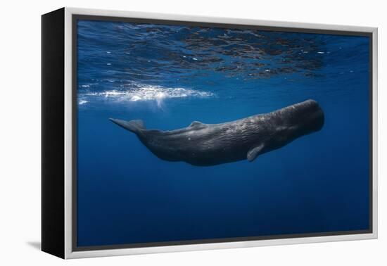 Sperm Whale-Barathieu Gabriel-Framed Premier Image Canvas