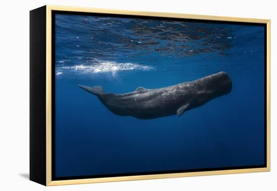 Sperm Whale-Barathieu Gabriel-Framed Premier Image Canvas