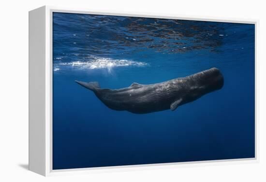 Sperm Whale-Barathieu Gabriel-Framed Premier Image Canvas