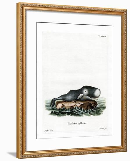 Sperm Whale-null-Framed Giclee Print