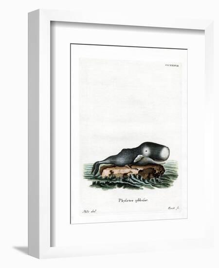 Sperm Whale-null-Framed Giclee Print