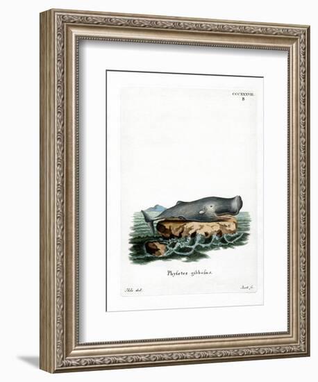 Sperm Whale-null-Framed Giclee Print