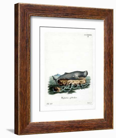 Sperm Whale-null-Framed Giclee Print