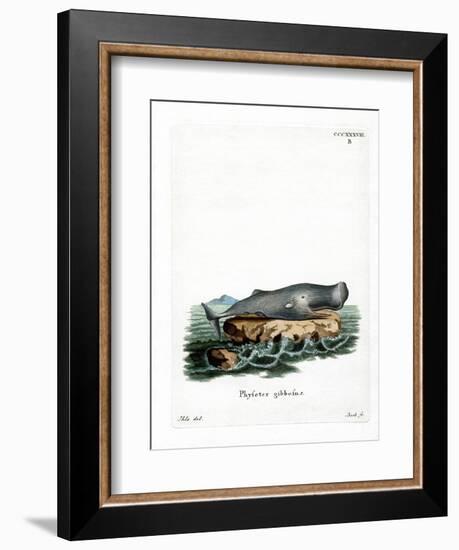 Sperm Whale-null-Framed Giclee Print