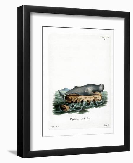 Sperm Whale-null-Framed Giclee Print