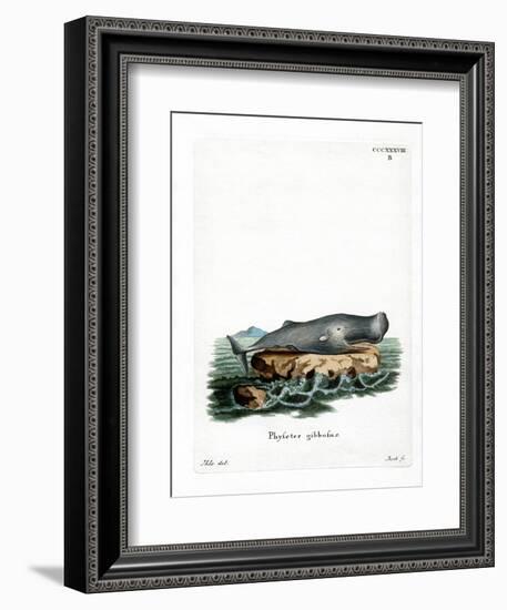 Sperm Whale-null-Framed Giclee Print