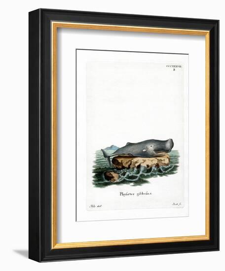 Sperm Whale-null-Framed Giclee Print