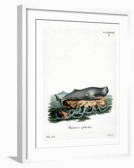 Sperm Whale-null-Framed Giclee Print