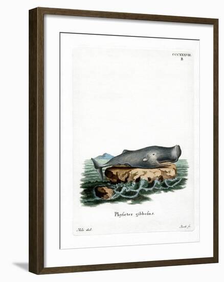 Sperm Whale-null-Framed Giclee Print