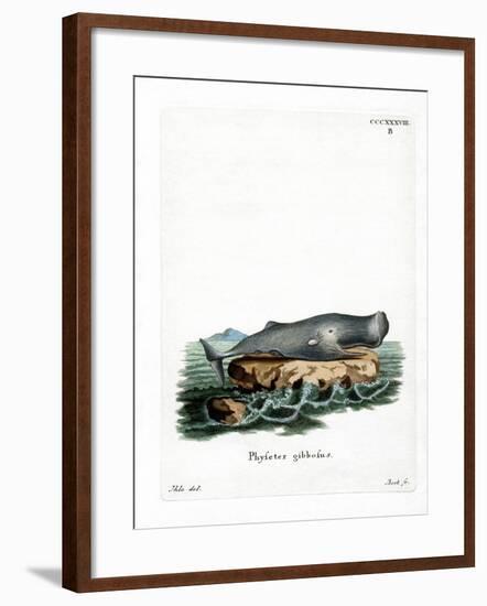 Sperm Whale-null-Framed Giclee Print