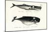 Sperm Whales, 1824-Karl Joseph Brodtmann-Mounted Giclee Print