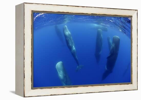 Sperm Whales (Physeter Macrocephalus) Resting, Pico, Azores, Portugal-Lundgren-Framed Premier Image Canvas