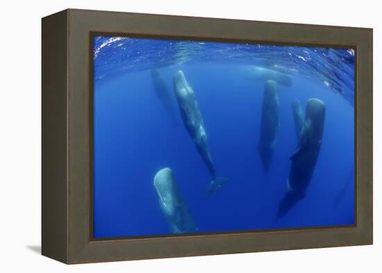 Sperm Whales (Physeter Macrocephalus) Resting, Pico, Azores, Portugal-Lundgren-Framed Premier Image Canvas