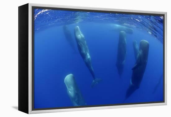 Sperm Whales (Physeter Macrocephalus) Resting, Pico, Azores, Portugal-Lundgren-Framed Premier Image Canvas