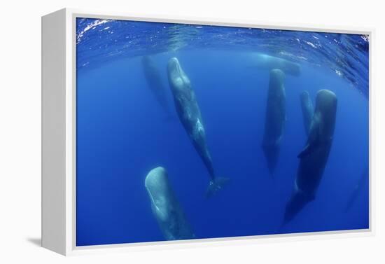 Sperm Whales (Physeter Macrocephalus) Resting, Pico, Azores, Portugal-Lundgren-Framed Premier Image Canvas