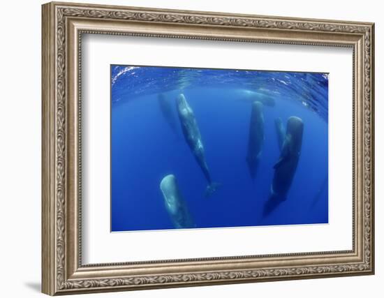 Sperm Whales (Physeter Macrocephalus) Resting, Pico, Azores, Portugal-Lundgren-Framed Photographic Print