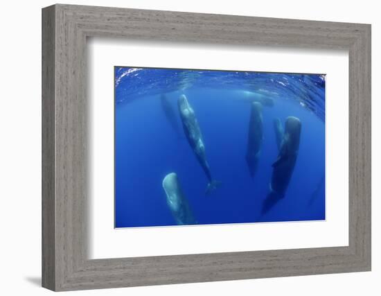 Sperm Whales (Physeter Macrocephalus) Resting, Pico, Azores, Portugal-Lundgren-Framed Photographic Print