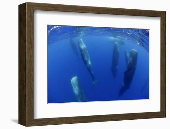 Sperm Whales (Physeter Macrocephalus) Resting, Pico, Azores, Portugal-Lundgren-Framed Photographic Print