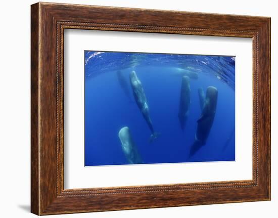 Sperm Whales (Physeter Macrocephalus) Resting, Pico, Azores, Portugal-Lundgren-Framed Photographic Print