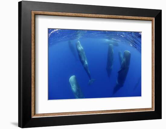 Sperm Whales (Physeter Macrocephalus) Resting, Pico, Azores, Portugal-Lundgren-Framed Photographic Print