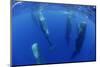 Sperm Whales (Physeter Macrocephalus) Resting, Pico, Azores, Portugal-Lundgren-Mounted Photographic Print