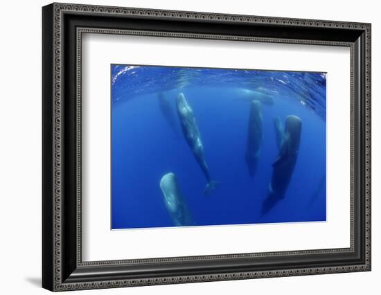 Sperm Whales (Physeter Macrocephalus) Resting, Pico, Azores, Portugal-Lundgren-Framed Photographic Print