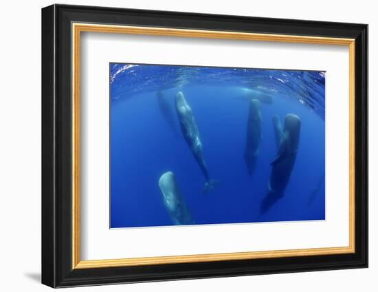 Sperm Whales (Physeter Macrocephalus) Resting, Pico, Azores, Portugal-Lundgren-Framed Photographic Print