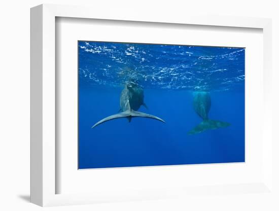 Sperm Whales (Physeter Macrocephalus)-Reinhard Dirscherl-Framed Photographic Print