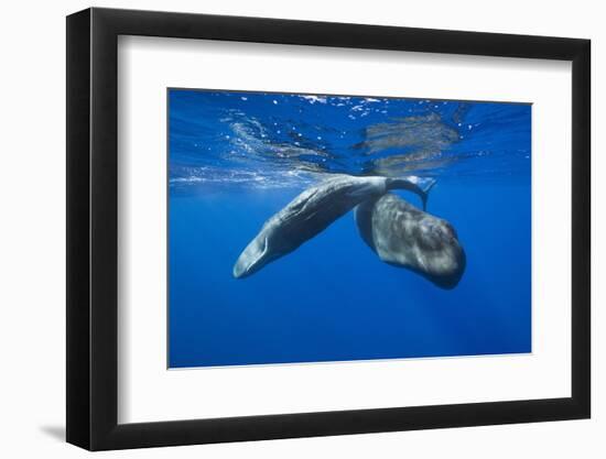 Sperm Whales (Physeter Macrocephalus)-Reinhard Dirscherl-Framed Photographic Print