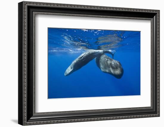 Sperm Whales (Physeter Macrocephalus)-Reinhard Dirscherl-Framed Photographic Print