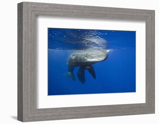 Sperm Whales (Physeter Macrocephalus)-Reinhard Dirscherl-Framed Photographic Print