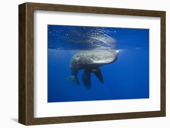 Sperm Whales (Physeter Macrocephalus)-Reinhard Dirscherl-Framed Photographic Print