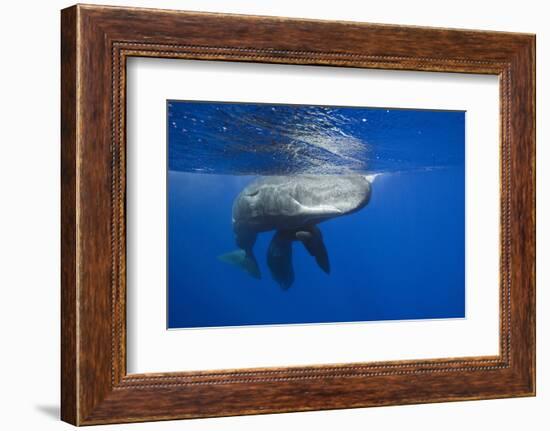 Sperm Whales (Physeter Macrocephalus)-Reinhard Dirscherl-Framed Photographic Print