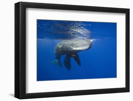 Sperm Whales (Physeter Macrocephalus)-Reinhard Dirscherl-Framed Photographic Print