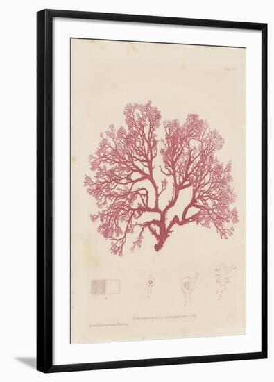 Sphaerococcus-Henry Bradbury-Framed Giclee Print