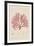 Sphaerococcus-Henry Bradbury-Framed Giclee Print