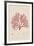 Sphaerococcus-Henry Bradbury-Framed Giclee Print