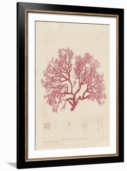 Sphaerococcus-Henry Bradbury-Framed Giclee Print