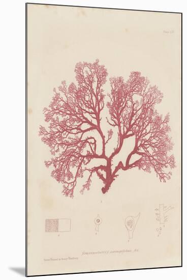 Sphaerococcus-Henry Bradbury-Mounted Giclee Print