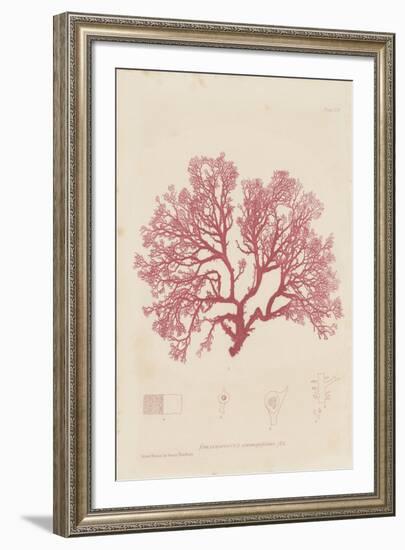 Sphaerococcus-Henry Bradbury-Framed Giclee Print