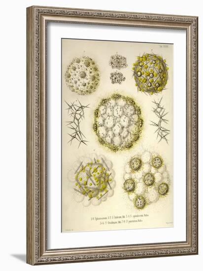 Sphaerozoum, S. Italicum, S. Spinulosum, S. Ovodimare, S. Punctatum-Ernst Haeckel-Framed Art Print