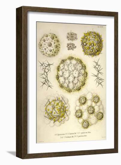 Sphaerozoum, S. Italicum, S. Spinulosum, S. Ovodimare, S. Punctatum-Ernst Haeckel-Framed Art Print